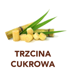 trzcina cukrowa